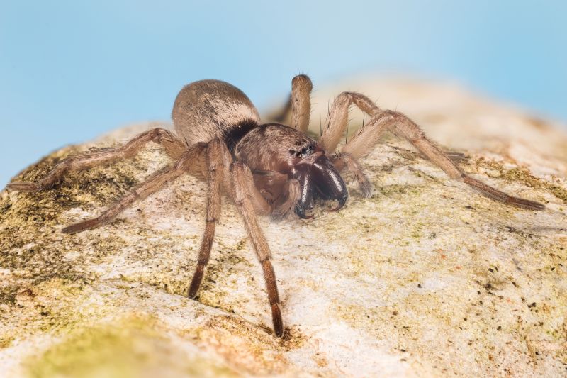 Mouse Spider Extermination in Denton, TX