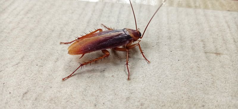 Roach Fumigation in Katy, TX