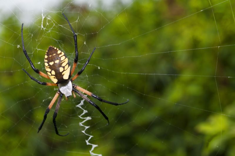 Spider Fumigation Service in Winston Salem, NC