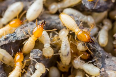 Termites Extermination in Katy, TX