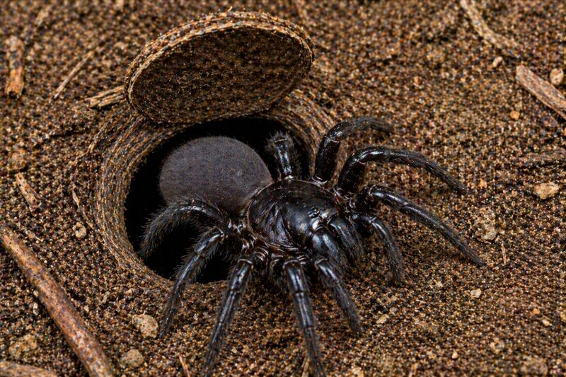 Trapdoor Spider Removal in Frisco, TX