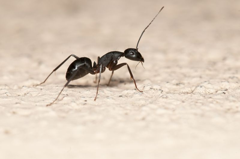Black Ant Extermination in Katy, TX