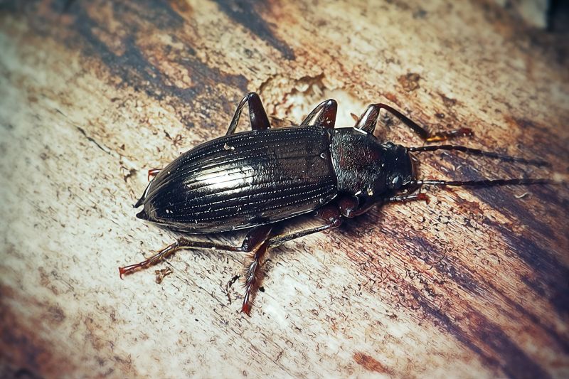 Bug Extermination Service in Katy, TX