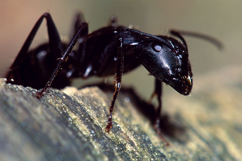Carpenter Ant Extermination in Katy, TX