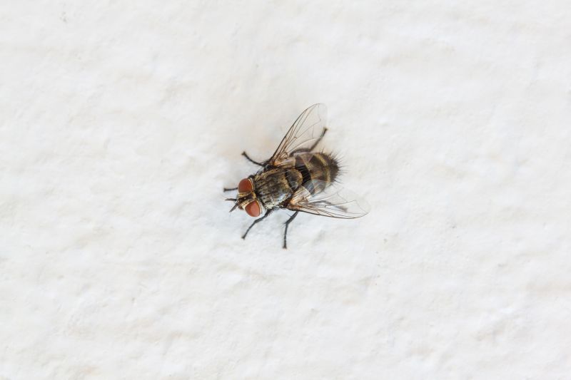 Common Fly And Mosquito Problems Around Homes