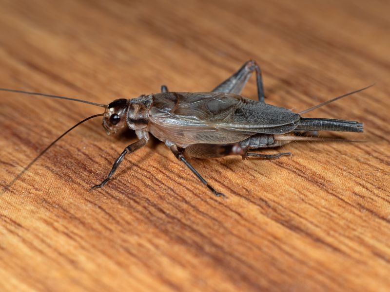 Cricket Control Service in Frisco, TX