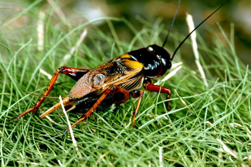 Cricket Prevention in Denton, TX