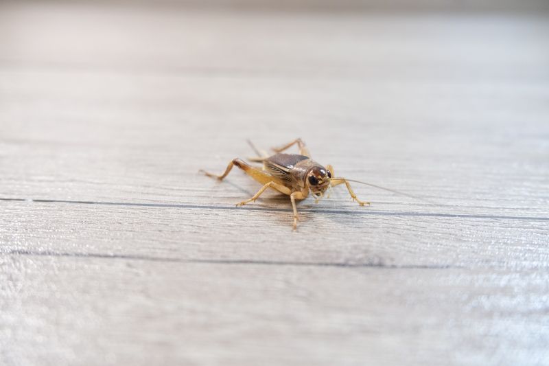 Cricket Removal Service in Fort Worth, TX