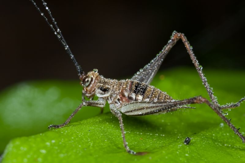 Cricket Removal Service in Fort Worth, TX