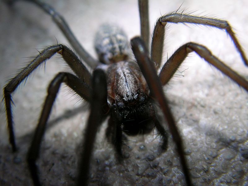 Cross Spider Extermination in New Braunfels, TX