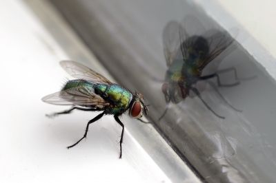 Fly Extermination in Rockwall, TX