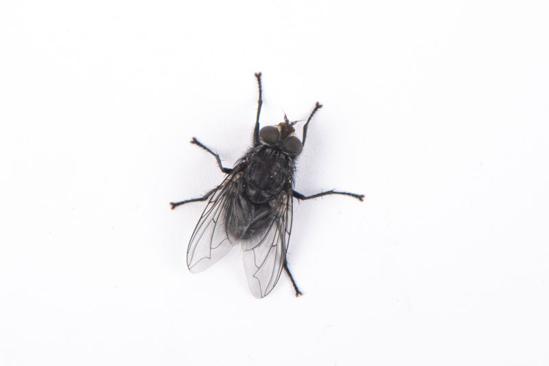 Fly Pest Control in New Braunfels, TX