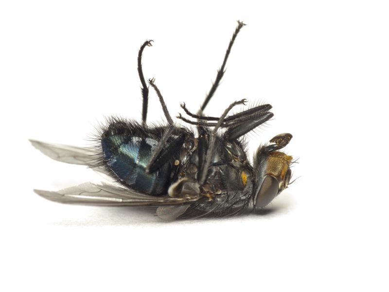 Fly Pest Control in New Braunfels, TX