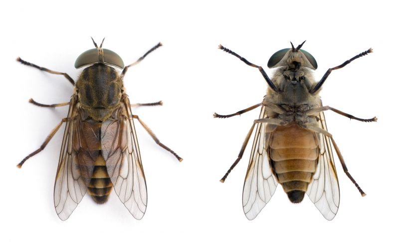 Fly Pest Control in Katy, TX