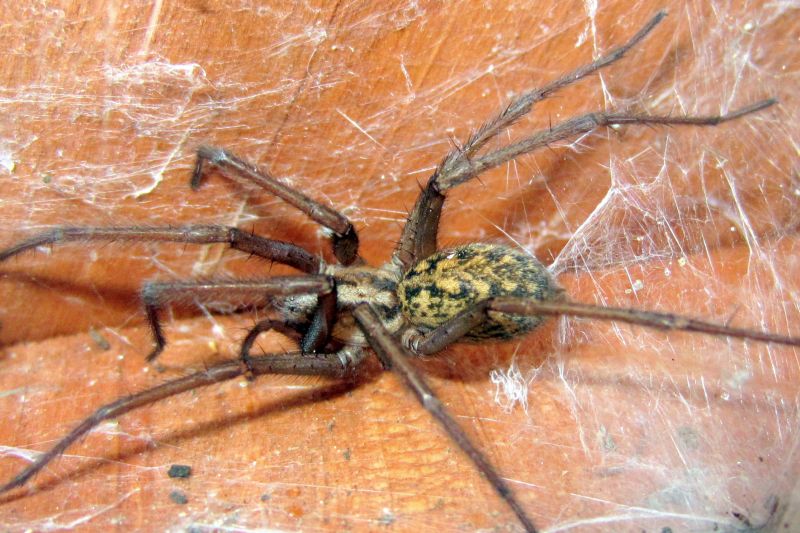 Hobo Spider Extermination in Mckinney, TX