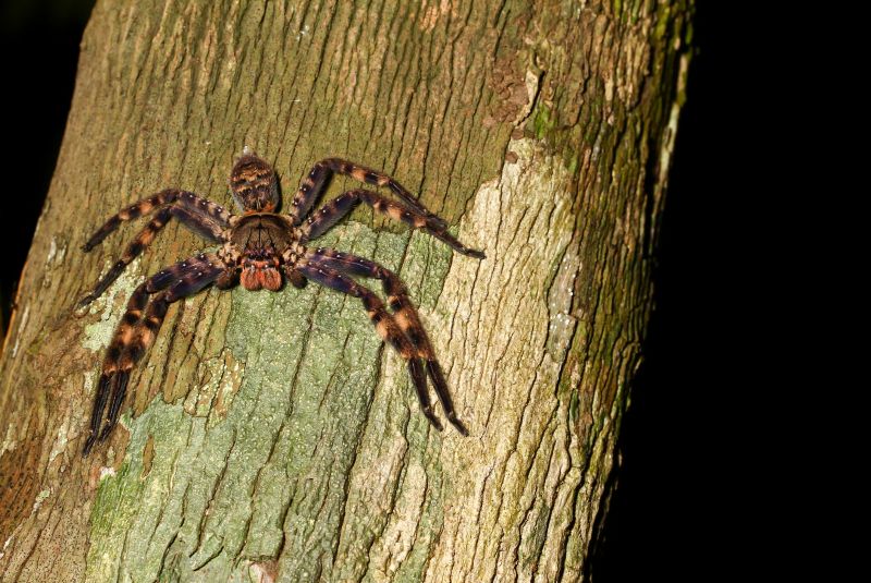 Huntsman Spider Extermination in Katy, TX