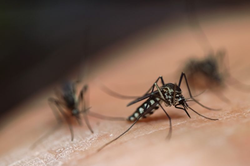 Mosquito Control Service in Katy, TX