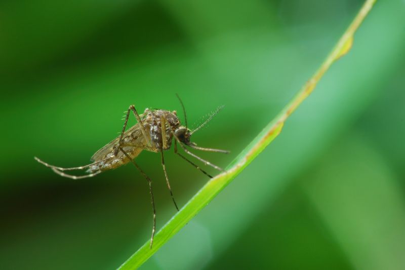 Mosquitoes Pest Control in Fort Worth, TX