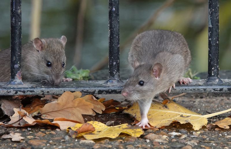 Rat Fumigation Service in Fredericksburg, VA