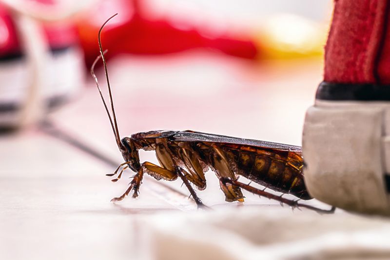Roach Fumigation in Naperville, IL
