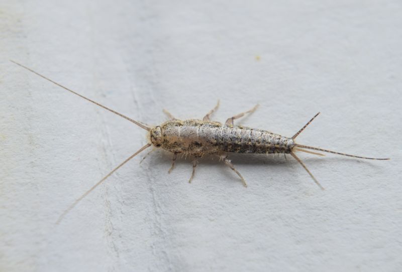 Silverfish Extermination in Katy, TX
