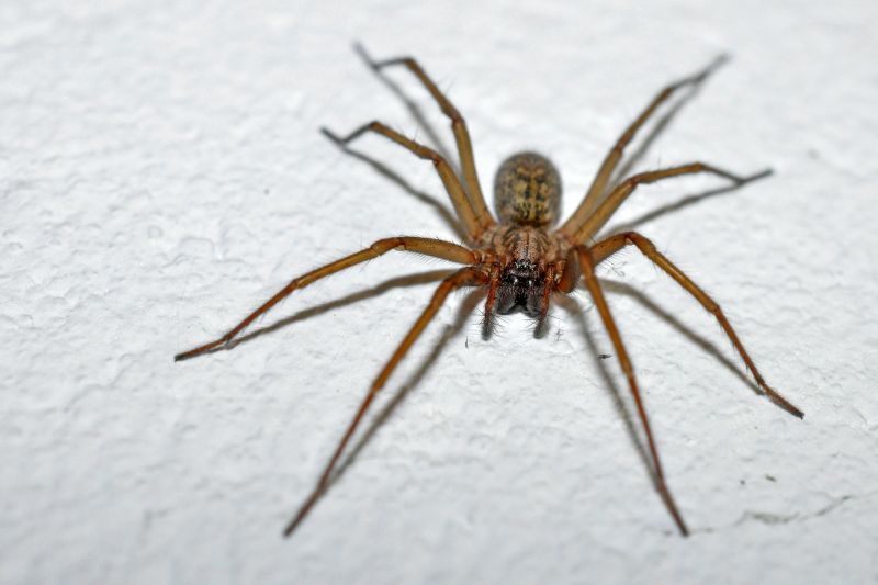 Spider Control Service in New Braunfels, TX