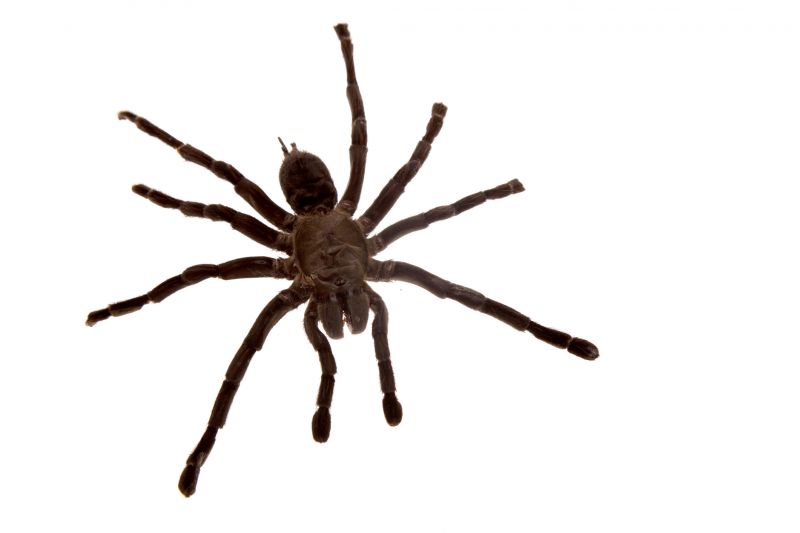 Spider Control Service in Frisco, TX
