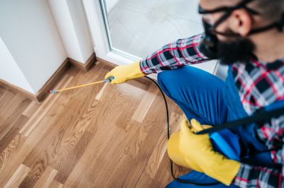 Spider Extermination Service in Frisco, TX