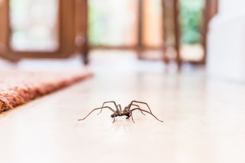 Spider Extermination Service in Frisco, TX