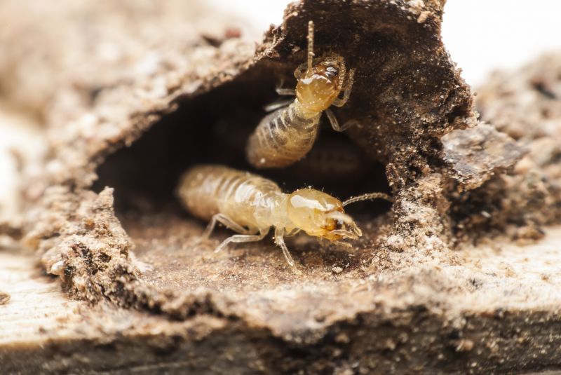 Termite Fumigation in Frisco, TX