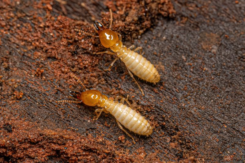 Termite Service in Katy, TX