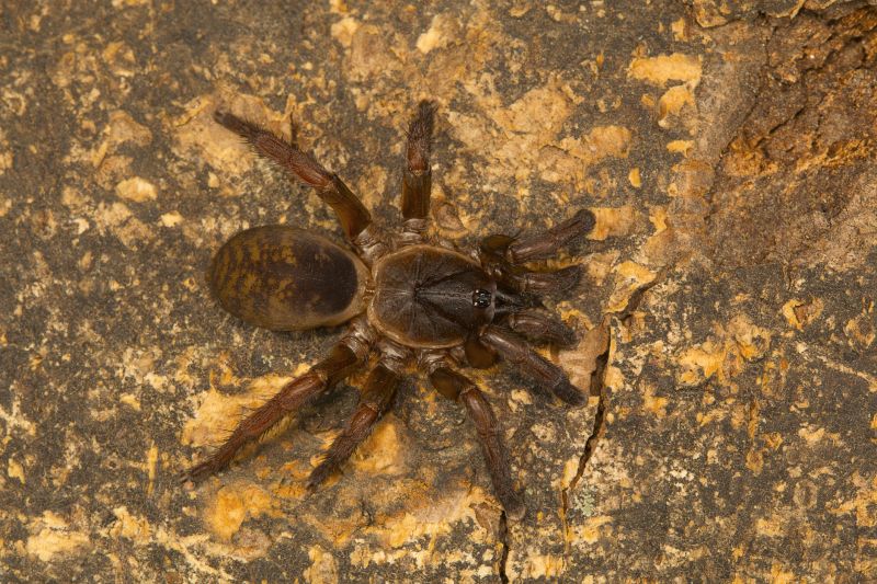 Trapdoor Spider Extermination in Fort Worth, TX