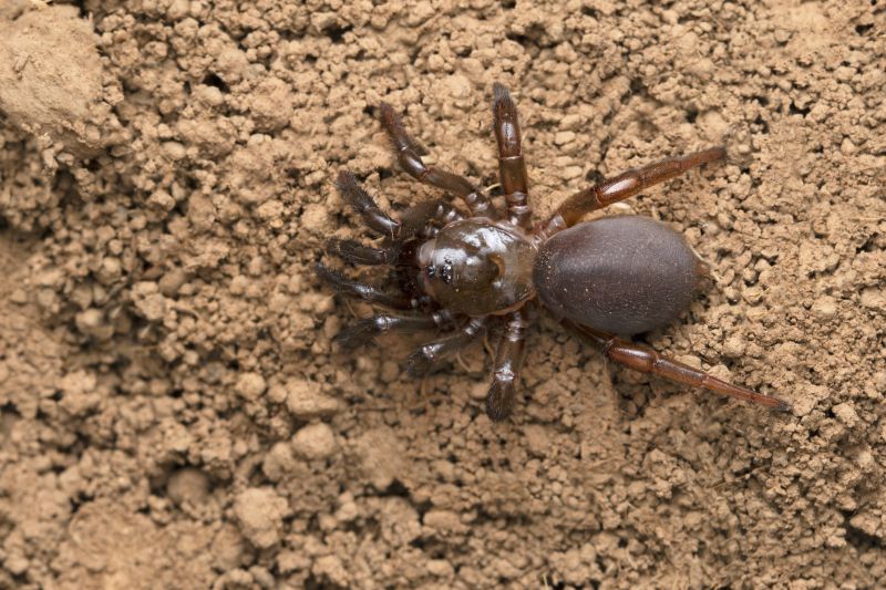 Trapdoor Spider Extermination in New Braunfels, TX