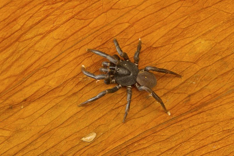 Trapdoor Spider Removal in Denton, TX
