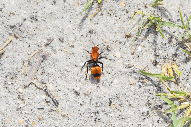 Velvet Ant Extermination in Katy, TX