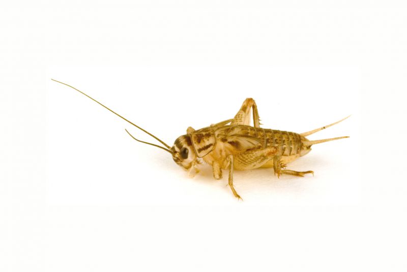 Why Crickets Invade Homes And How To Stop Them