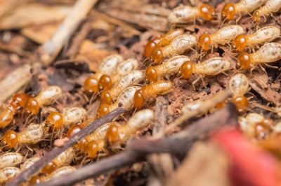Winged Termite Extermination in Katy, TX